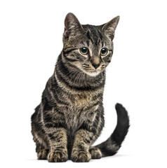 Poster - Studio shot of an adorable european shorthair cat sitting and observing, isolated on transparent background