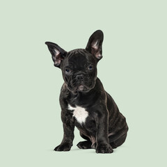Fototapete - Studio shot of a cute black french bulldog puppy sitting on a light green background