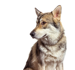 Fototapete - Portrait of a American wolfdog looking away on white background