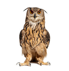 Fototapete - Expressive Eurasian Eagle-Owl, Bubo bubo, looking at the camera, isolated on white