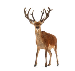 Fototapete - Red deer stag walking on white background