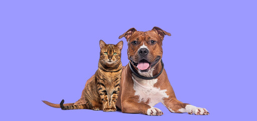 Poster - Cat and dog together,  amstaff wearing a collar and toyger, looking at the camera on purple
