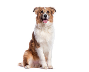 Poster - Happy mixed breed dog sitting and panting on white background