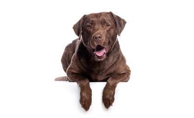 Poster - Chocolate labrador retriever lying down with paws over white banner