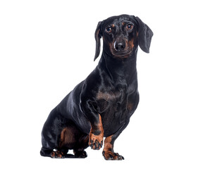 Poster - Adorable black and tan dachshund sitting and raising paw on white background
