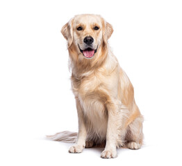 Poster - Golden retriever sitting and panting on white background