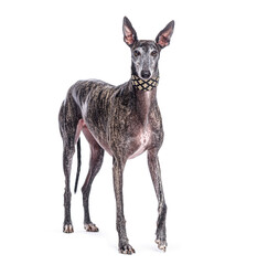 Fototapete - Spanish greyhound wearing an elegant collar standing on white background