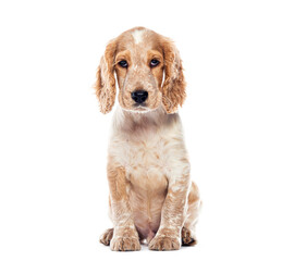 Poster - English cocker spaniel puppy sitting and looking at camera on white background