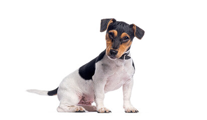 Poster - Jack russell terrier puppy sitting and wearing a collar on white background