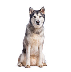 Fototapete - Siberian husky dog sitting on white background