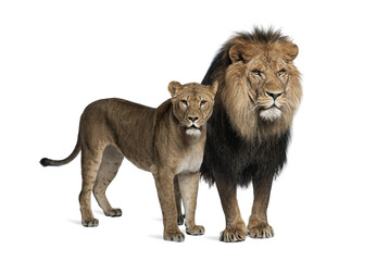 Fototapete - Lion, Panthera leo, 8 years old, standing in front of white back