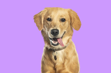 Fototapete - Golden retriever panting and sticking out tongue on purple background
