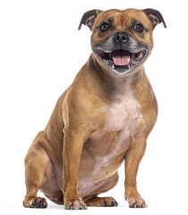 Fototapete - Staffordshire bull terrier sitting and panting on transparent background