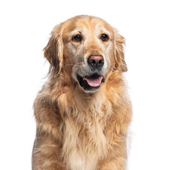 Poster - Golden retriever panting on white background