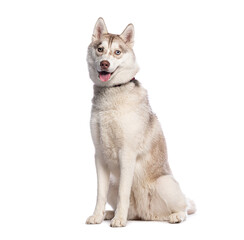 Poster - Siberian husky dog sitting and panting on white background