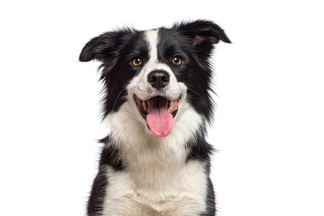 Poster - Head shot of a black and white Happy border collie panting and smiling on a white background, remastered