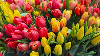 Wall Mural - Bright colorful background of red and yellow tulips
