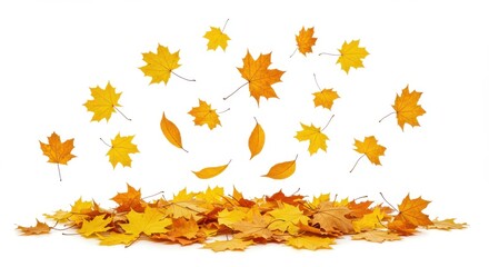 Poster - Autumn leaves scattered and piled on a white background in a studio setting with bright lighting