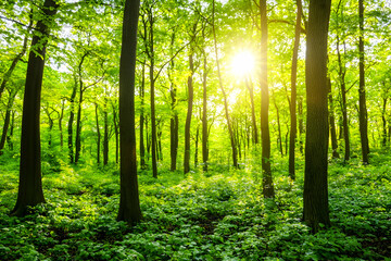  Sunlit Spring Forest: Lush Greenery and Sunlight