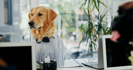 Aufkleber - Comic, laptop and reading with business dog in office for administration, online report or research. Computer, email and space with labrador employee in professional workplace for project management