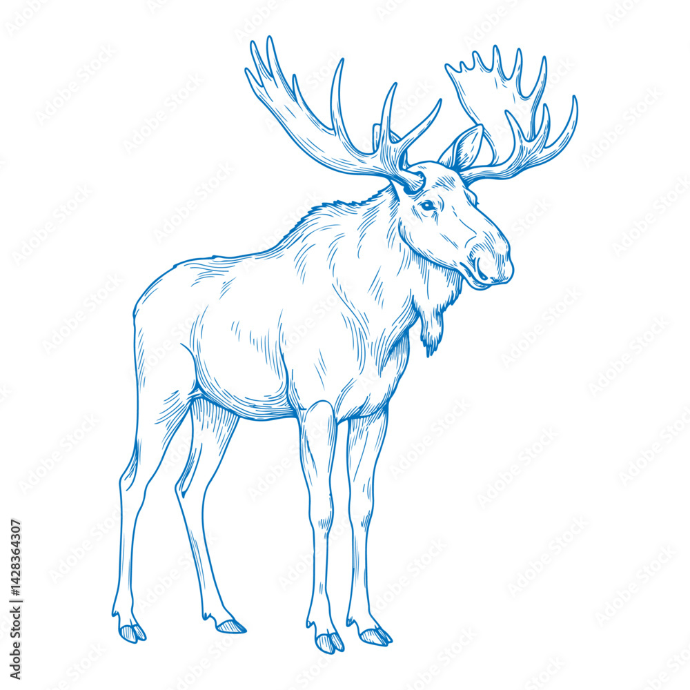 Elegant minimal hand drawn moose illustration in clean vector style ...