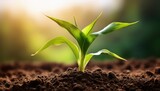 lush corn plant sprout growing from soil