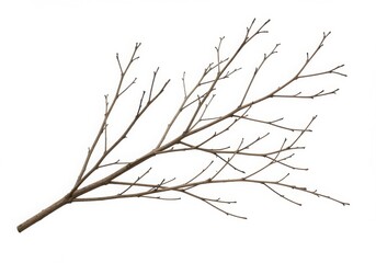 Bare tree branch isolated on white background