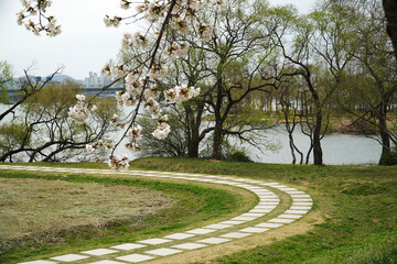 Wall Mural - spring in the park