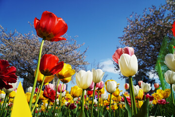 Wall Mural - red and yellow tulips