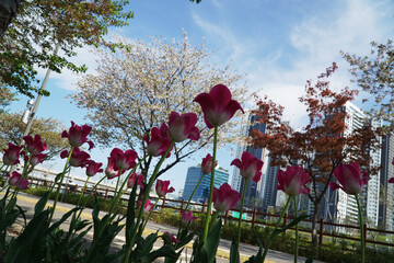 Wall Mural - flowers in the garden