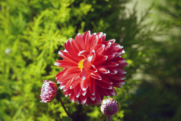Wall Mural - red dahlia flower