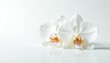 © ຈໍາປາ ຈໍາປາ - Delicate white orchid blossom on pure white backdrop, floral design, nature, closeup