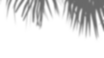 Poster - Realistic branch with blurred leaf shadows creates soft overlay effect, perfect for spring or summer product display mockups. plant foliage design elements add natural touch