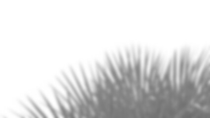 Fototapete - Realistic overlay of blurred shadow resembling edge of plant leaf or foliage, creating natural and organic design element. Perfect for spring or summer product display mockups