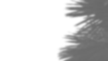 Fototapete - Realistic shadow overlay of branch with blurred leaves and foliage creates natural effect, perfect for spring or summer product display mockups and design elements