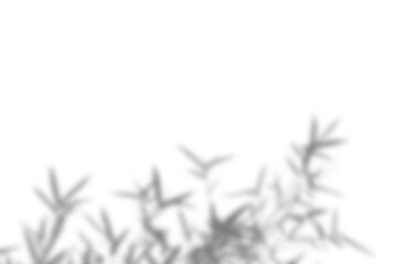 Fototapete - Realistic shadow overlay of blurred plant foliage with intricate branch and leaf details, perfect for spring or summer product display mockups and design elements