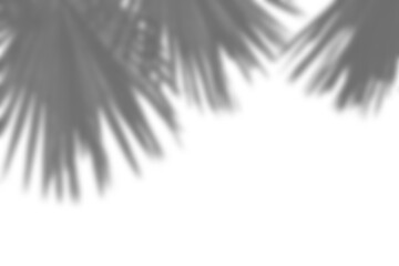 Fototapete - Realistic shadow overlay of blurred plant foliage and branches, perfect for spring or summer product display mockups and design elements
