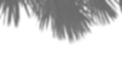 Poster - Realistic shadow overlay of blurred plant foliage branches and leaves, perfect for spring or summer product display mockups and design elements