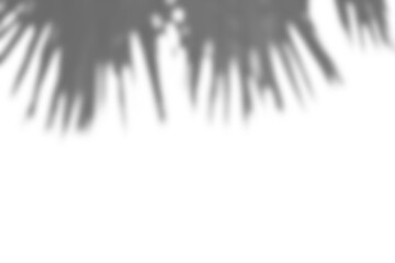 Fototapete - Realistic shadow overlay of blurred plant foliage branches and leaves creates natural and elegant mockup for spring or summer product display design elements