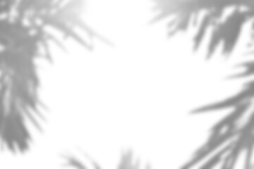 Fototapete - Realistic blurred leaf shadow overlay with foliage and branch elements, perfect for spring or summer product display mockup design, adding natural and elegant details