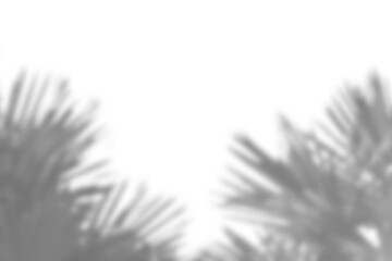 Poster - Realistic branch with blurred leaf shadows creates soft overlay effect, perfect for spring or summer product display mockups. plant foliage design elements add natural touch
