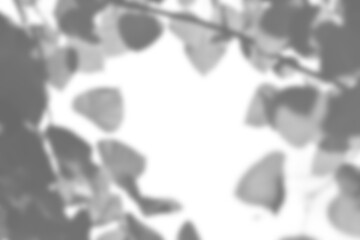 Fototapete - Realistic blurred branch with leaf shadow overlay creates natural mockup for spring and summer product display, featuring plant foliage design elements for creative projects