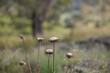 © Austockphoto - Dry thistle flowers in sunlit meadow with blurred background