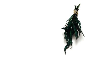 Poster - Dark green leafy botanical element, tied with twine, hangs against a stark white background. The leaves are slightly textured and appear dried or pressed. The lighting is soft and even, with a subtle
