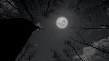 Wall Mural - night sky with moon and stars in the forest