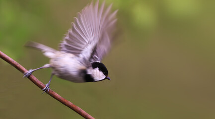 Wall Mural - Coal tit takes flight from a wire fence.....