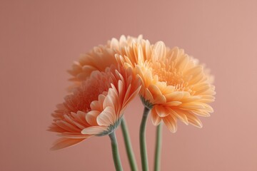 Poster - vivid floral composition with vibrant colors and minimalistic design is set against bright studio light background