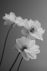 Poster - close-up image of delicate flowers arranged in minimalistic style