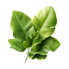 Poster - a close up view of a lush verdant bouquet of fresh luminous green leaves from a tropical plant creat