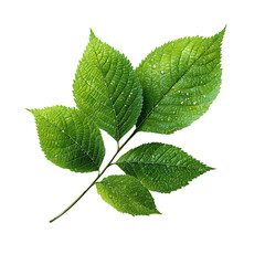 Poster - close up of vibrant lush green leaves with delicate textures and water droplets showcasing the beaut